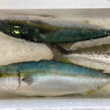 ワラサとイナダは同じ魚です。