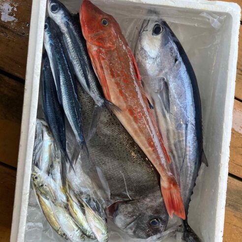 朝獲れ鮮魚 大きい魚セット！３〜５キロ！７５００円