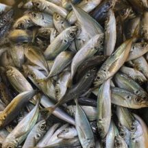 豆あじ　A fish per one day
